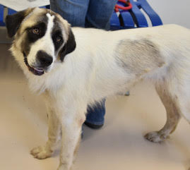 TEXAS, DALLAS; **ADOPTED**, 