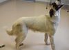 TEXAS, DALLAS; **ADOPTED**, 