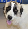 TEXAS, DALLAS; **ADOPTED**, 