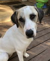 TEXAS, BASTROP; **ADOPTION PENDING** 