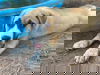 TEXAS, DALLAS; **FOSTER OR ADOPT** 