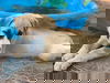 TEXAS, DALLAS; **FOSTER OR ADOPT** 