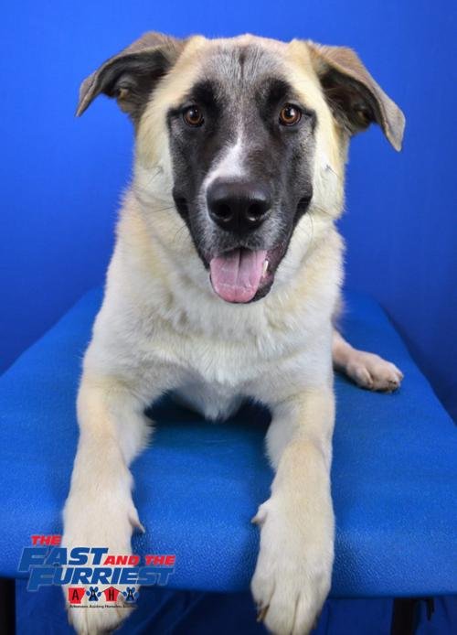 adoptable Dog in Higley, AZ named ARKANSAS, CABOT - 