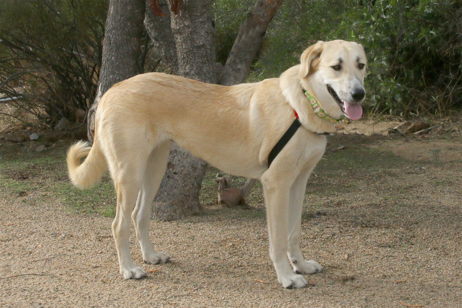 adoptable Dog in Higley, AZ named ARIZONA, PHOENIX; 