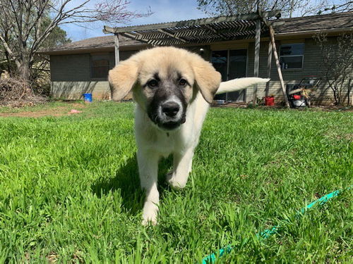 OKLAHOMA, OK CITY, **FOSTER OR ADOPT** 