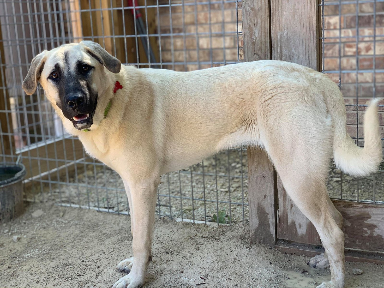 adoptable Dog in Higley, AZ named TEXAS, GAINESVILLE;  