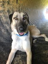 TENNESSEE, MEMPHIS; **IN THE SHELTER** 