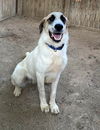 TEXAS, GAINESVILLE; **FOSTER OR ADOPT** 