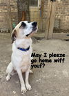 TEXAS, GAINESVILLE; **FOSTER OR ADOPT** 