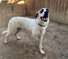 TEXAS, GAINESVILLE; **FOSTER OR ADOPT** 