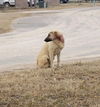 TEXAS,CONROE, *FOSTER OR ADOPT ASAP* 