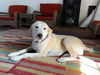 ILLINOIS, MORRISON: *FOSTER OR ADOPT*
