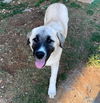 TEXAS, DALLAS; *FOSTER OR ADOPT*