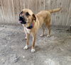TEXAS, GAINESVILLE: *FOSTER OR ADOPT*