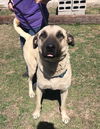 TEXAS, GAINESVILLE; FOSTER OR ADOPT