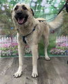 TEXAS, GAINESVILLE; FOSTER OR ADOPT