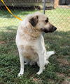 TEXAS, DALLAS; **URGENT**