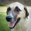 ALABAMA, MONTGOMERY; URGENT FOSTER OR ADOPT DAISY