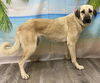 TEXAS, GAINESVILLE; URGENT FOSTER OR ADOPT
