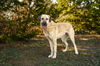 TEXAS, GAINESVILLE; URGENT FOSTER OR ADOPT