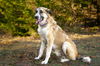 TEXAS, GAINESVILLE, ***FOSTER OR ADOPT***