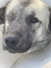 TEXAS, GAINESVILLE **FOSTER OR ADOPT**
