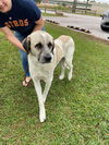 TEXAS, GAINESVILLE; NEEDS FOSTER OR ADOPT