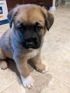 TEXAS, AUSTIN; **FOSTER OR ADOPT**