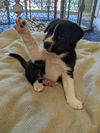 TEXAS, AUSTIN; FOSTER OR ADOPT;