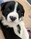 TEXAS, AUSTIN; FOSTER OR ADOPT