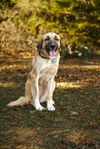 TEXAS, GAINESVILLE; FOSTER OR ADOPT