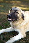 TEXAS, GAINESVILLE: **FOSTER OR ADOPT**