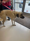 TEXAS, TEMPLE; **FOSTER OR ADOPT**