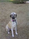 TEXAS, TEMPLE; **FOSTER OR ADOPT** 