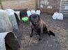 NORTH CAROLINA, VANCEBORO **URGENT**