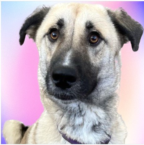 adoptable Dog in Higley, AZ named TEXAS, GAINESVILLE; **FOSTER OR ADOPT** 