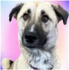 adoptable Dog in higley, AZ named TEXAS, GAINESVILLE; **FOSTER OR ADOPT** "COOKIE"