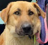 TEXAS, GAINESVILLE; FOSTER OR ADOPT