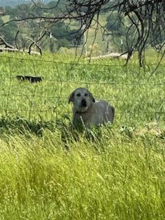 CALIFORNIA, SACRAMENTO; URGENT FOSTER OR ADOPT