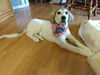 TEXAS, GAINESVILLE; **FOSTER OR ADOPT**