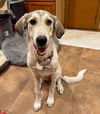 TEXAS, GAINESVILLE; **FOSTER OR ADOPT**