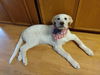 TEXAS, GAINESVILLE; **FOSTER OR ADOPT**