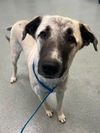 TEXAS, GAINESVILLE; **FOSTER OR ADOPT**