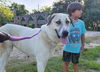 TEXAS, GAINESVILLE; *FOSTER OR ADOPT* 