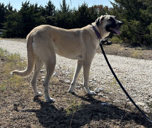 TEXAS, GAINESVILLE; FOSTER OR ADOPT 