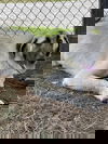 SOUTH CAROLINA, SPARTANBURG; FOSTER OR ADOPT ASAP