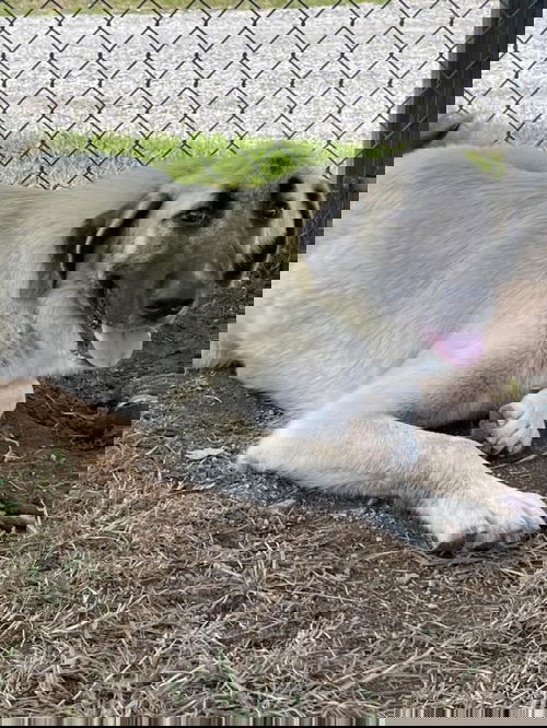 SOUTH CAROLINA, SPARTANBURG; FOSTER OR ADOPT ASAP