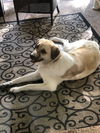 TEXAS, TEMPLE; **FOSTER OR ADOPT**