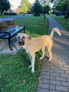 NEW YORK, LONG ISLAND; **URGENT**