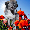 adoptable Dog in  named CALIFORNIA, ATASCADERO; "BOONE"